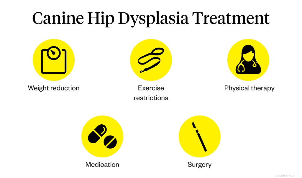 Qu est-ce que la dysplasie de la hanche chez le chien ?