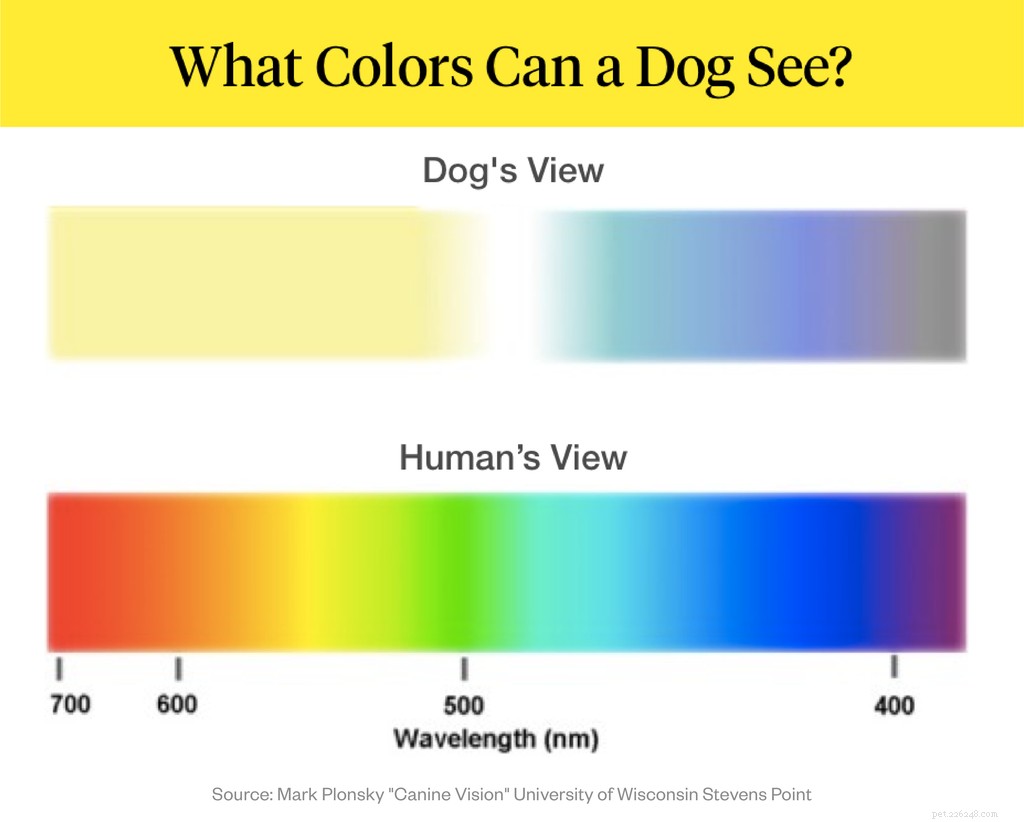 Os cães são daltônicos?