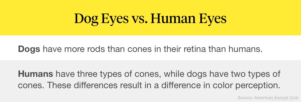 Les chiens sont-ils daltoniens ?