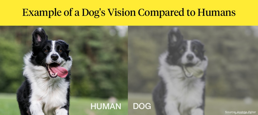 Os cães são daltônicos?
