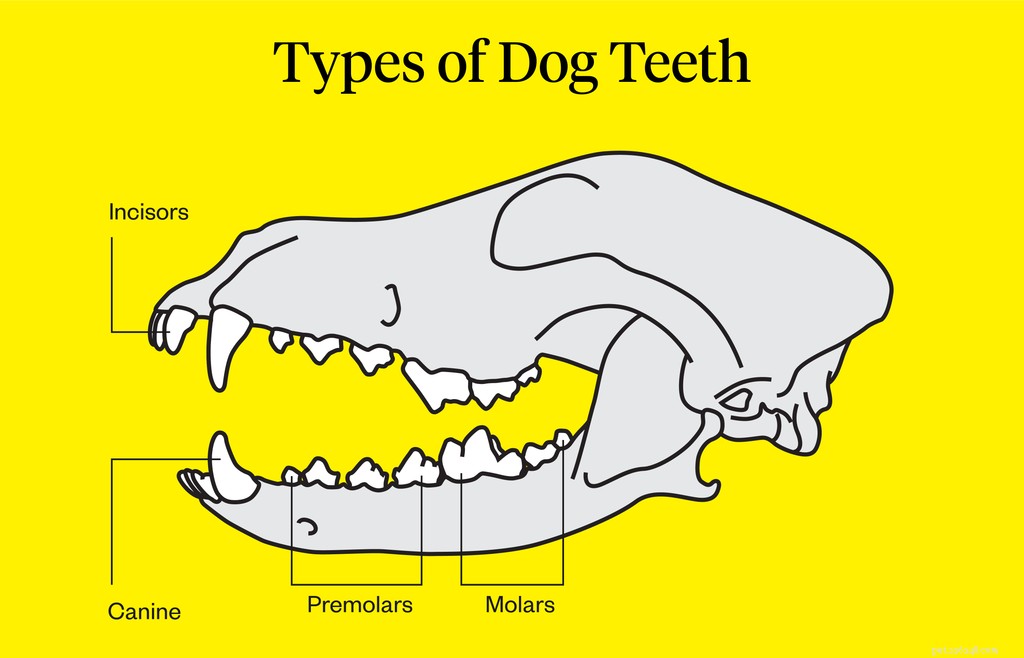 강아지가 이빨을 잃습니까?