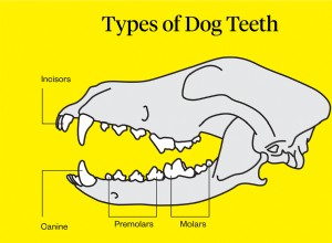 Выпадают ли зубы у щенков?