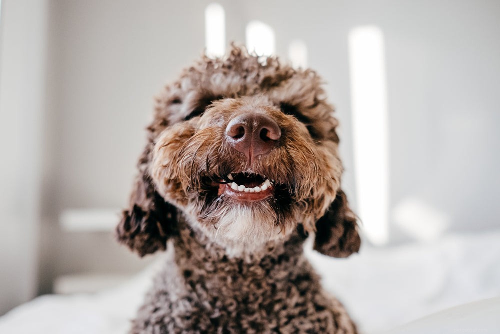 Verliezen puppy s tanden?