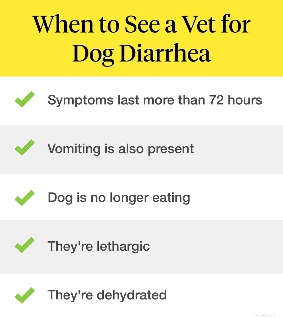 Mon chien a la diarrhée :que dois-je faire ?