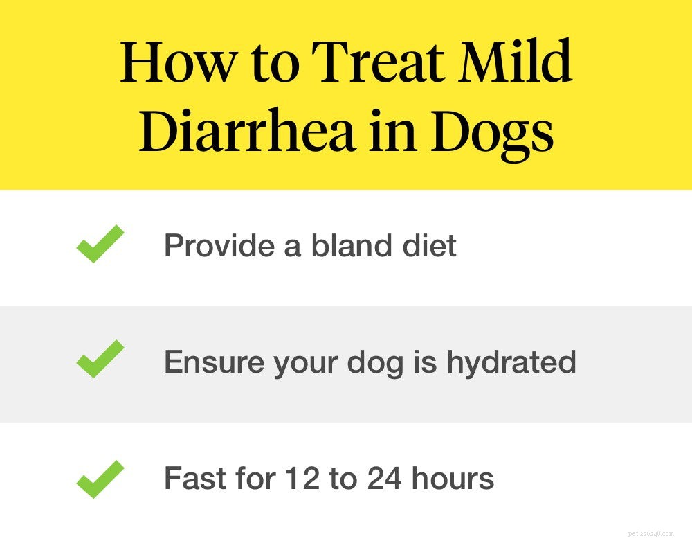 Mijn hond heeft diarree:wat moet ik doen?