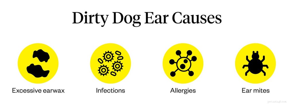 Quali sono le cause delle orecchie sporche del cane?