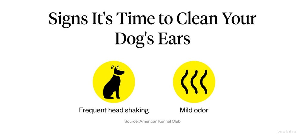 Quali sono le cause delle orecchie sporche del cane?