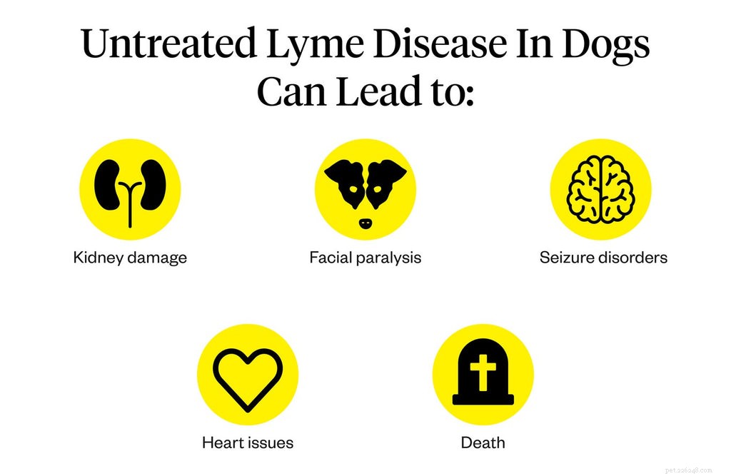 Malattia di Lyme nei cani