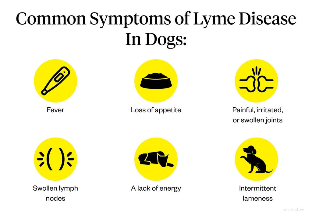 Ziekte van Lyme bij honden