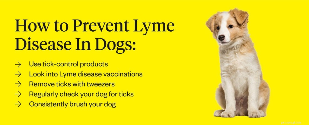 Doença de Lyme em cães