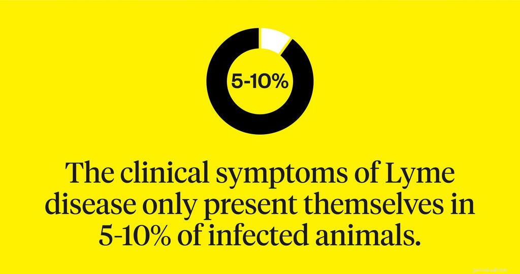 Lyme-sjukdom hos hundar