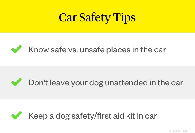 Hundsäkerhetsbälten:Vad husdjursföräldrar bör veta om bilsäkerhet