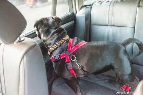 Hundsäkerhetsbälten:Vad husdjursföräldrar bör veta om bilsäkerhet