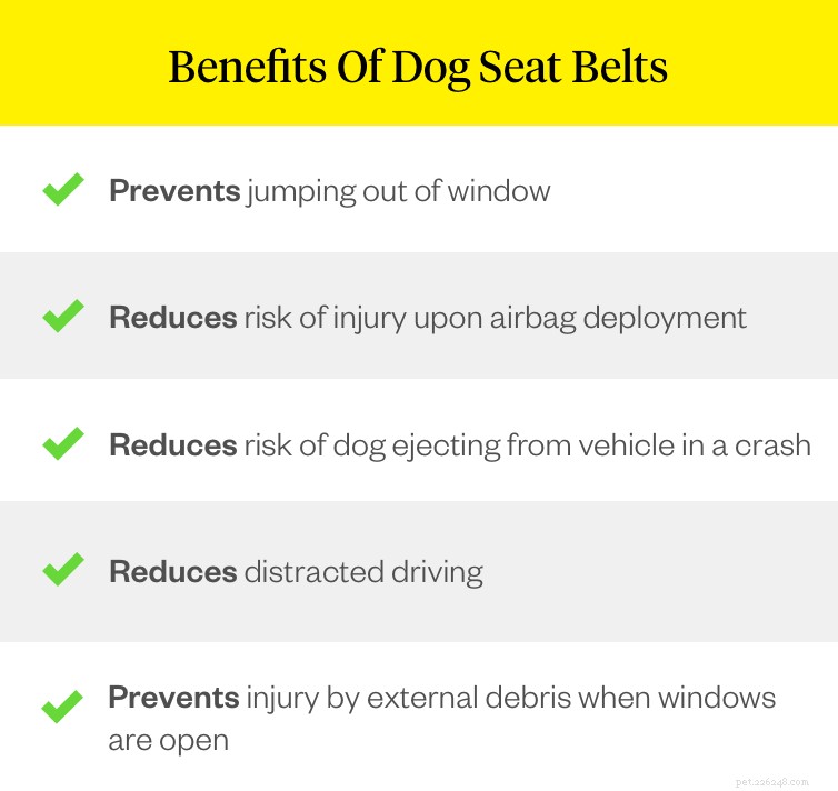 Ceintures de sécurité pour chiens :ce que les propriétaires d animaux doivent savoir sur la sécurité en voiture