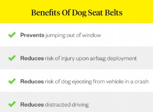 강아지 안전 벨트:애완 동물 부모가 자동차 안전에 대해 알아야 할 사항