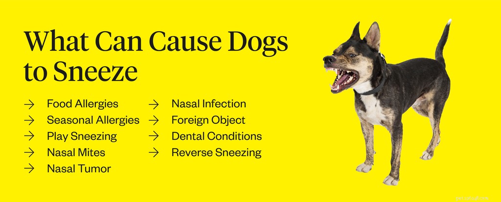 Waarom kan mijn hond niet stoppen met niezen?