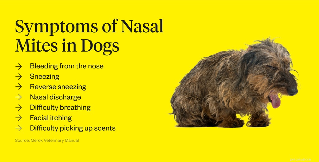 犬がくしゃみを止められないのはなぜですか？ 
