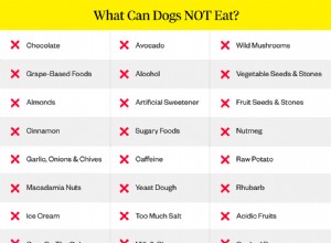 개는 무엇을 먹으면 안 됩니까? (피해야 할 23가지 독성 식품)