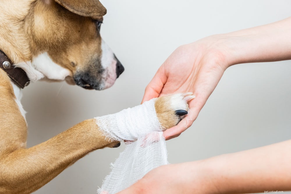 O que fazer se as patas do seu cão estiverem sangrando