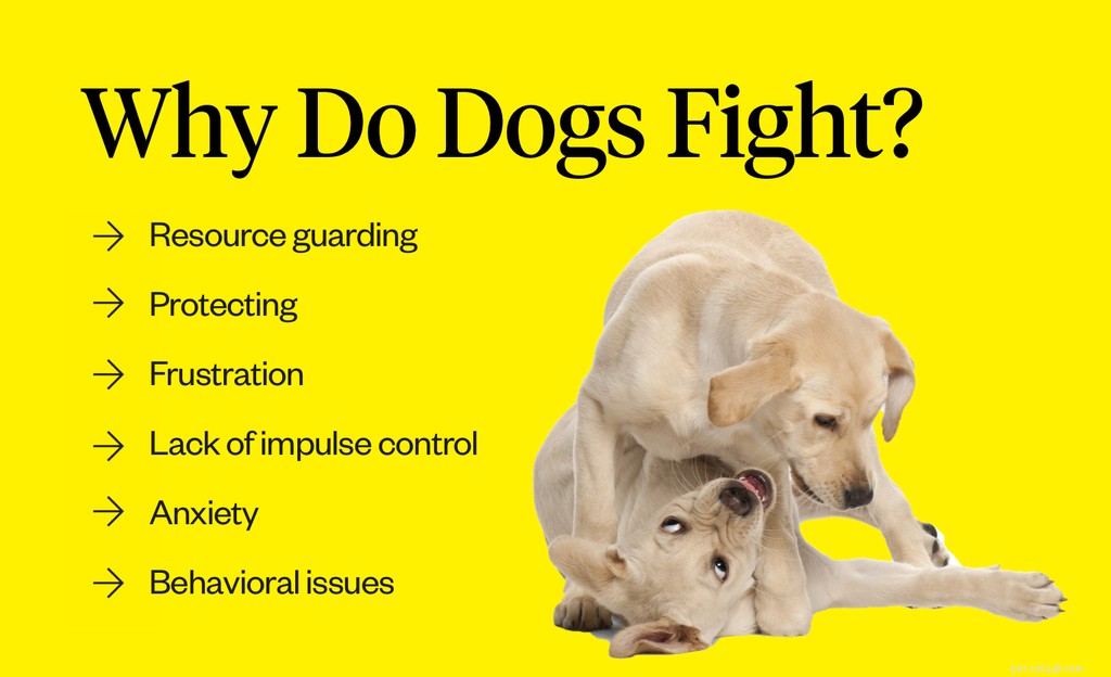 Как отучить собак драться
