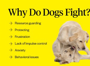 Jak zabránit psům v boji