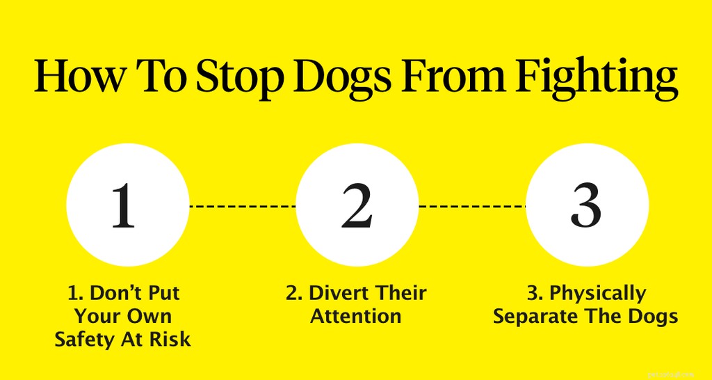 Hoe u kunt voorkomen dat honden gaan vechten