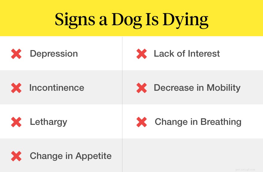 Vilka är tecknen på att en hund dör?