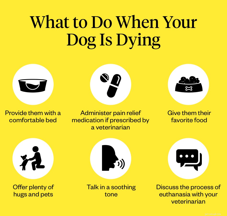 Quali sono i segni che sta morendo un cane?