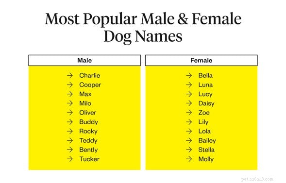 최고의 개 이름:개의 이름을 무엇으로 지어야 합니까?