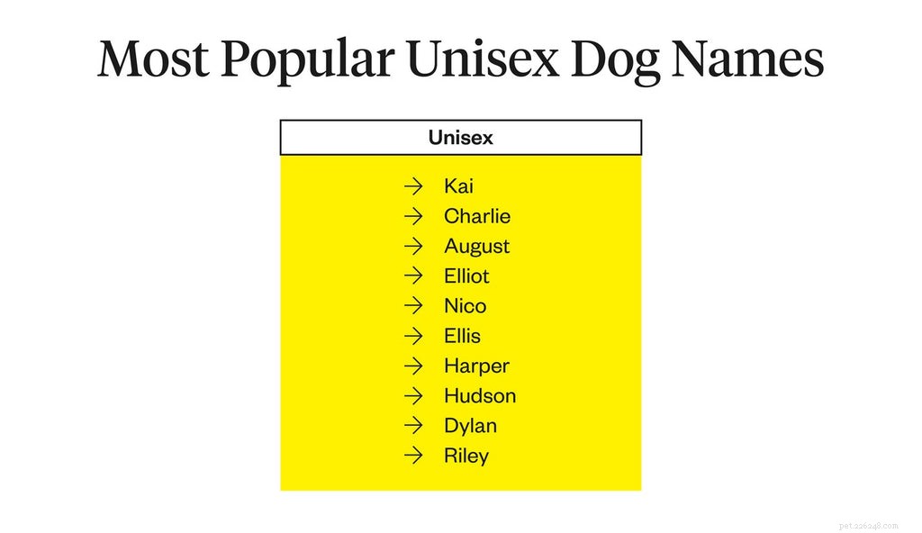 I migliori nomi di cani:come dare un nome al tuo cane?