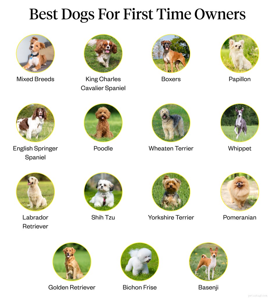 Quais são os melhores cães para donos de primeira viagem?