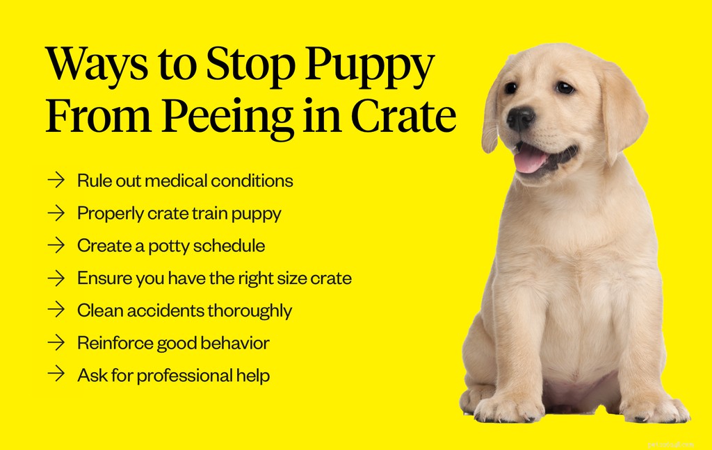 Puppy s plassen in krat:7 tips om ze te stoppen