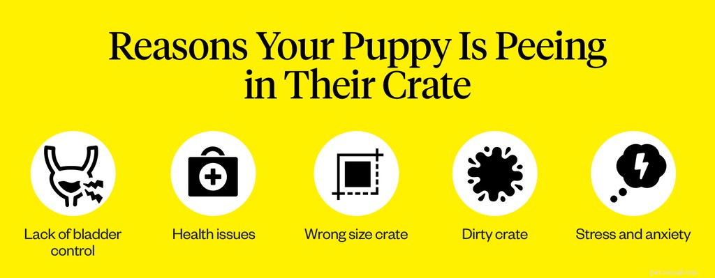 Puppy s plassen in krat:7 tips om ze te stoppen