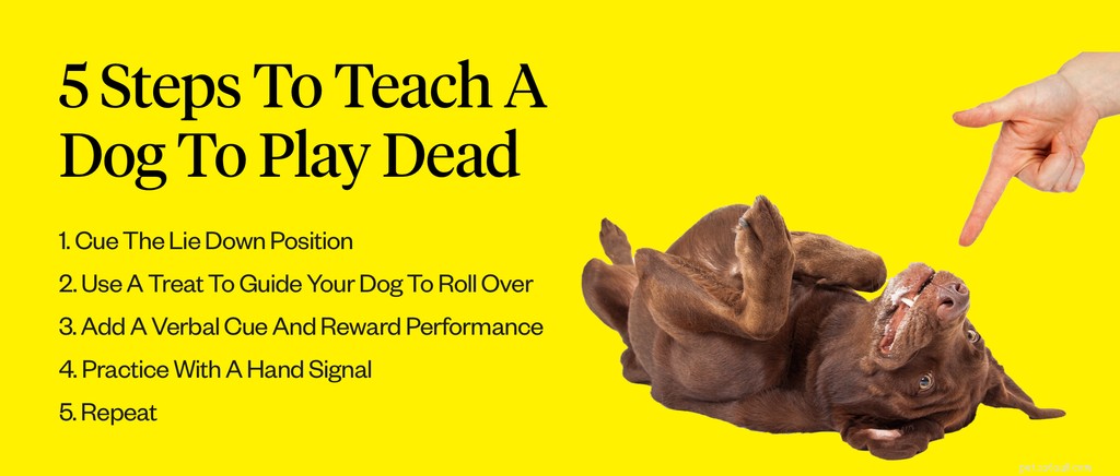 Hoe leer je je hond dood te spelen