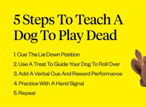개에게 죽은 척하는 법을 가르치는 방법