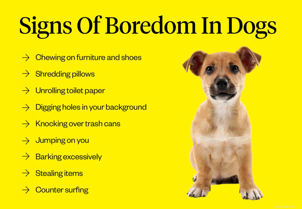 개는 지루해합니까?
