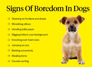 개는 지루해합니까?