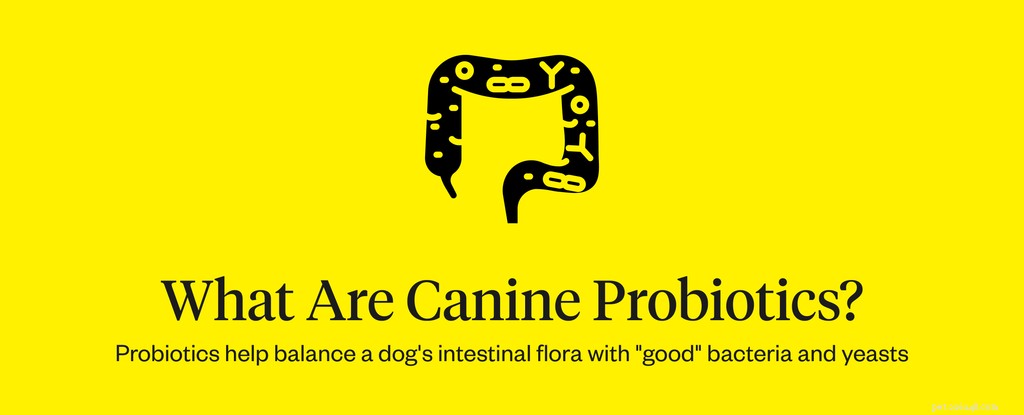 Probiotiques pour chiens :Guide des probiotiques canins