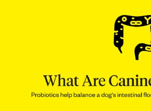 개를 위한 프로바이오틱스:송곳니 프로바이오틱스 가이드