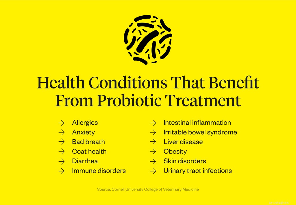 Probiotika pro psy:Průvodce psími probiotiky