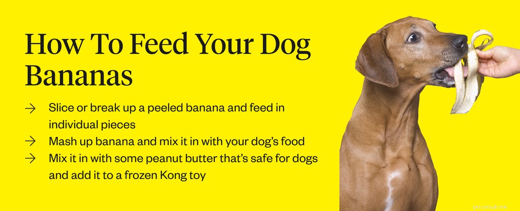 Kunnen honden bananen eten?