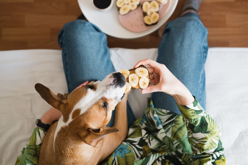 Kunnen honden bananen eten?