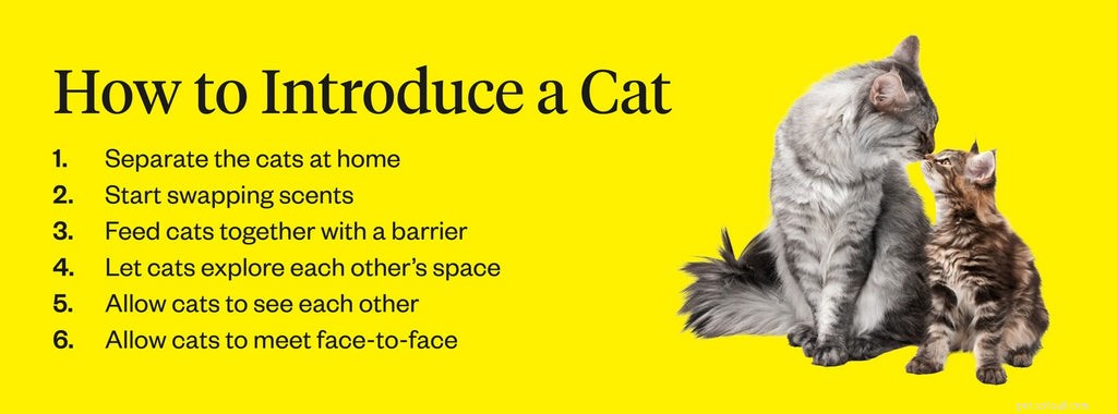 Como apresentar gatos