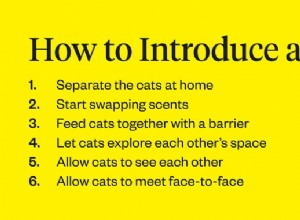 Jak představit kočky