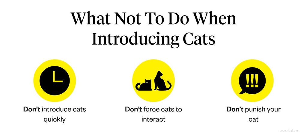 Hur man introducerar katter