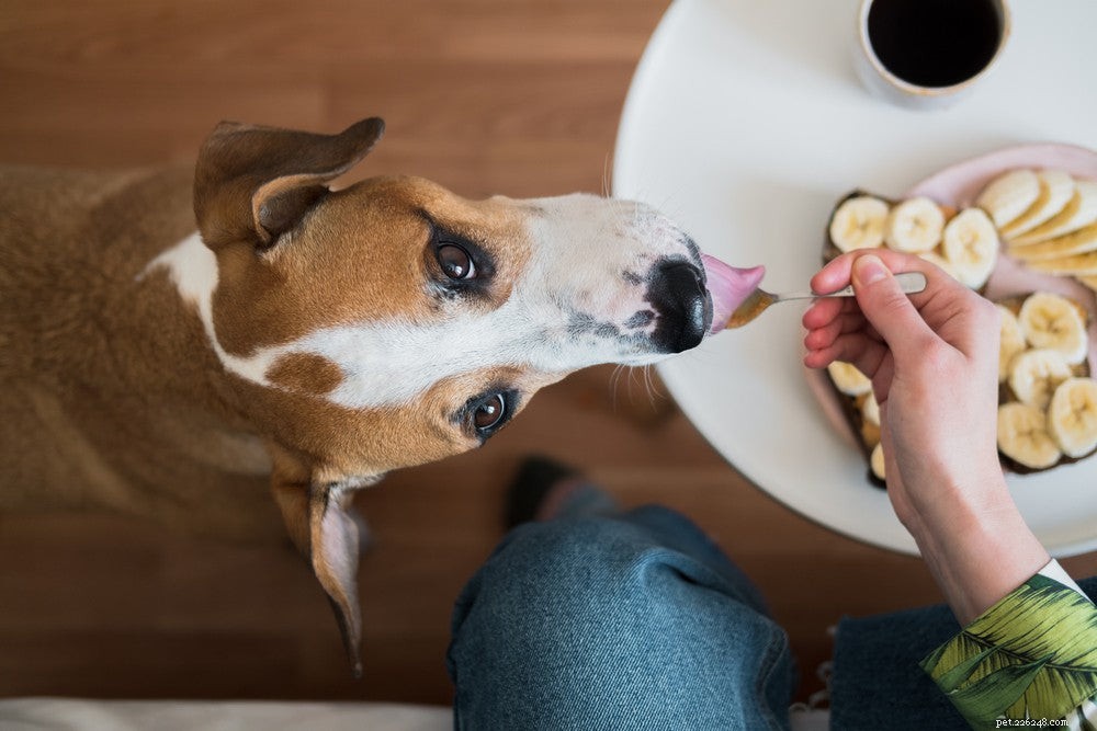 Tipy pro výběr nejlepšího krmiva pro psy