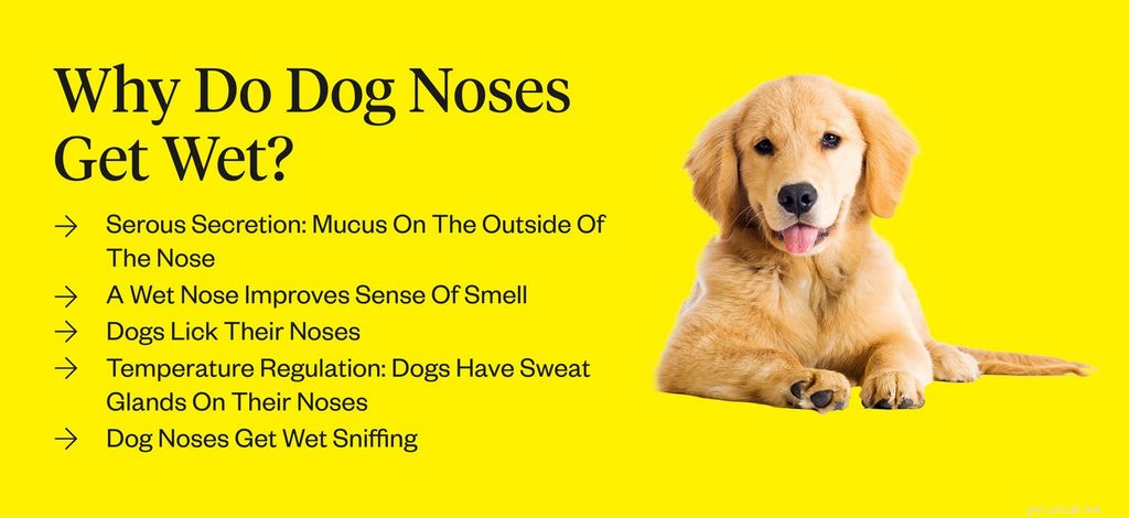 개 코가 젖어 있는 이유는 무엇입니까?