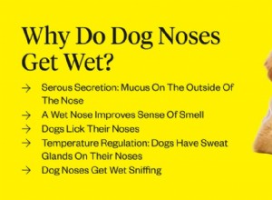 なぜ犬の鼻は濡れているのですか？ 