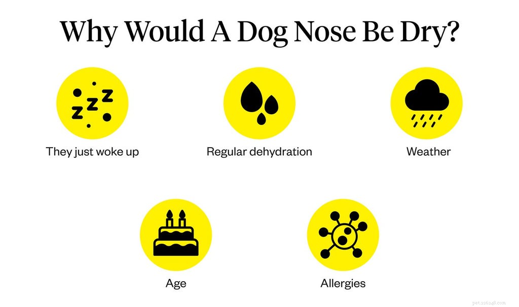 개 코가 젖어 있는 이유는 무엇입니까?