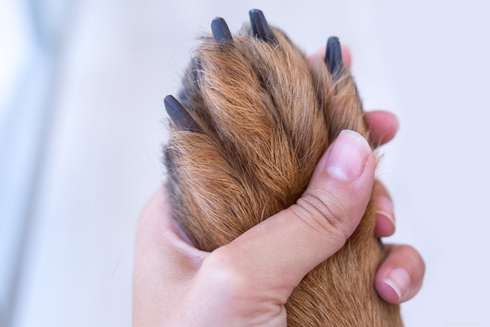 Jak bezpečně zastřihnout psí nehty doma